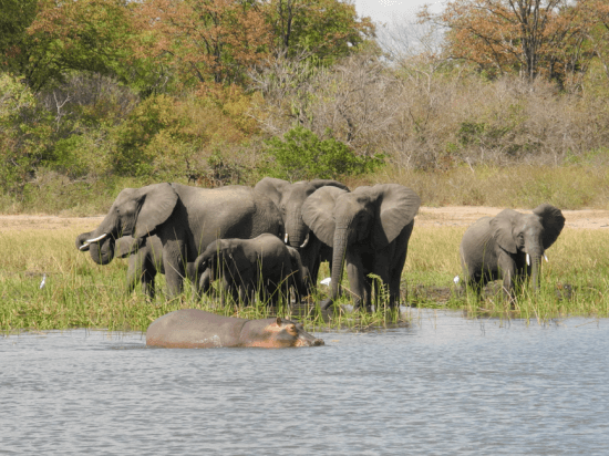 Boat Tour in Liwonde National Park by Mvuu Lodge Boat Tour in Liwonde National Park by Mvuu Lodge