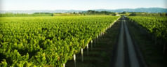 Martinborough, New Zealand – a wine sensation