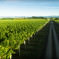 Martinborough, New Zealand – a wine sensation
