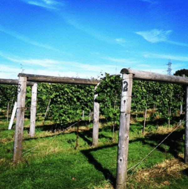 wine tasting in england west sussex bolney estate