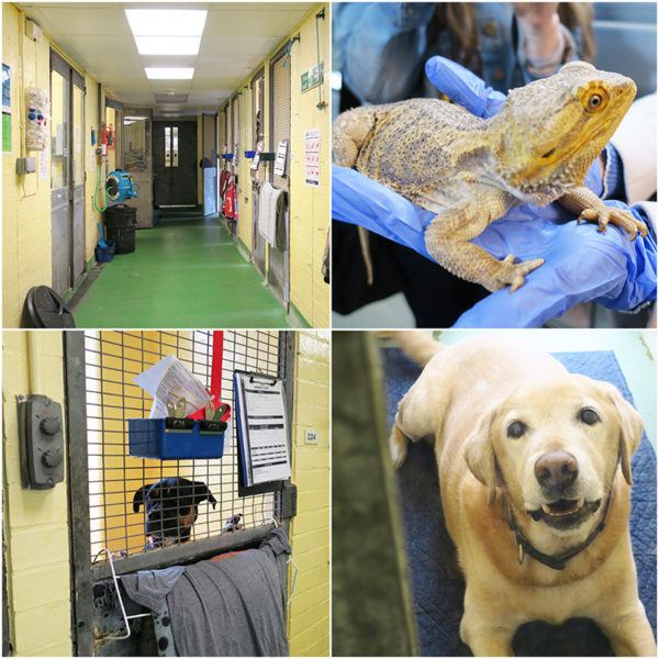 behind the scenes of heathrow britain busiest airport itv documentary animal centre