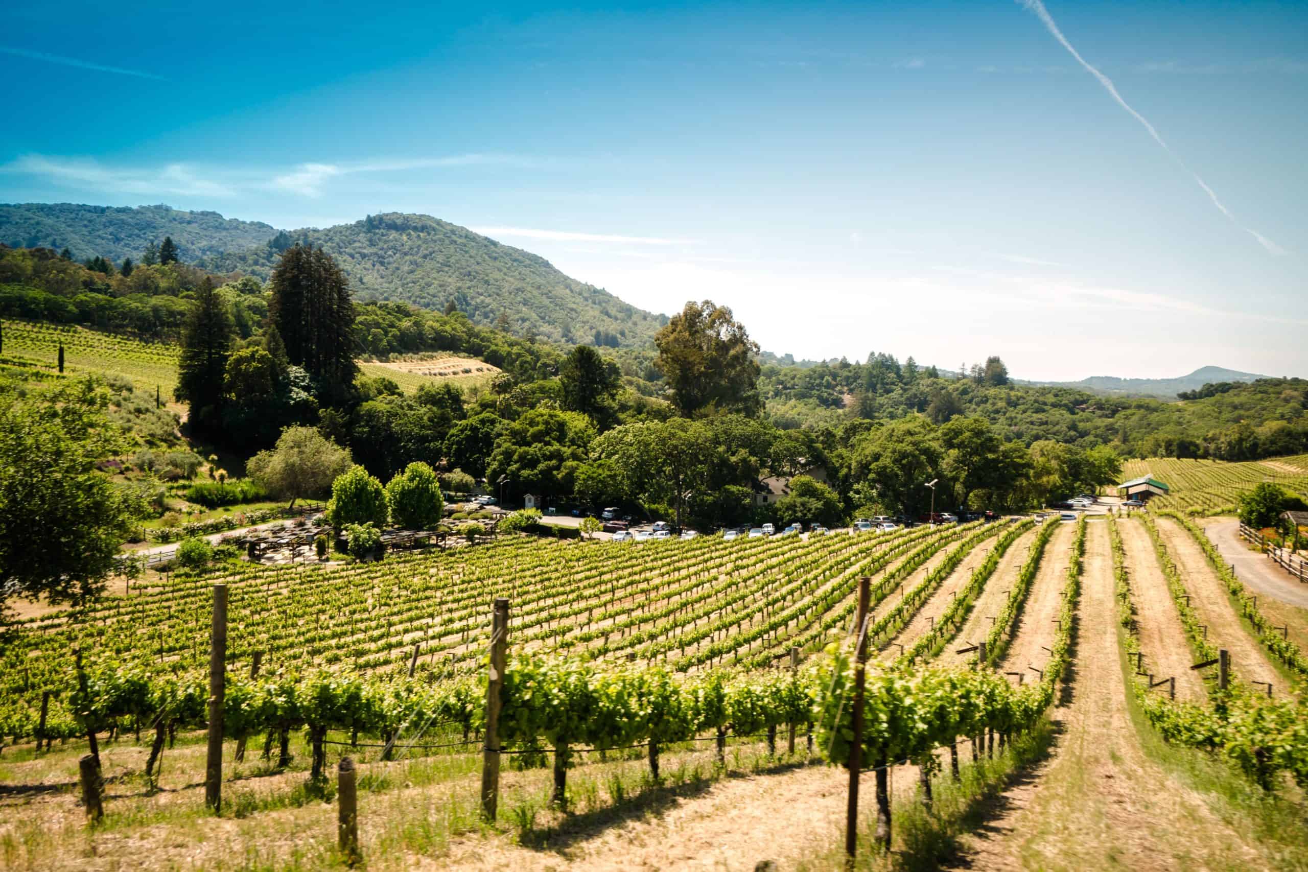 Sonoma Vineyard