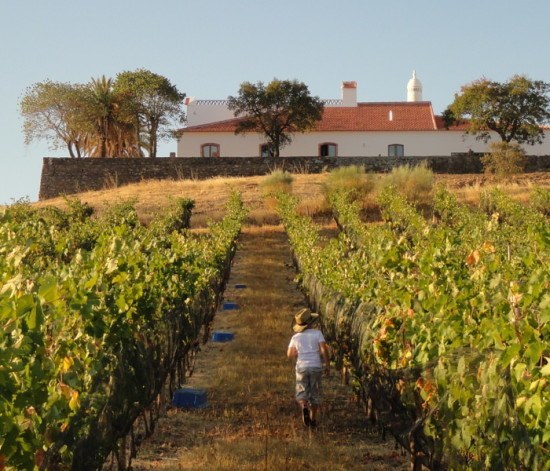 Alentejo, Portugal - It is all about the wine, and the food and the fab hospitality